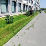 Стрижка газонов на придомовой территории МКД по адресу улица 117 корпус 3 | 21 июля 2026 года Стрижка газонов на придомовой территории МКД по адресу улица 117 корпус 3 | 21 июля 2026 года